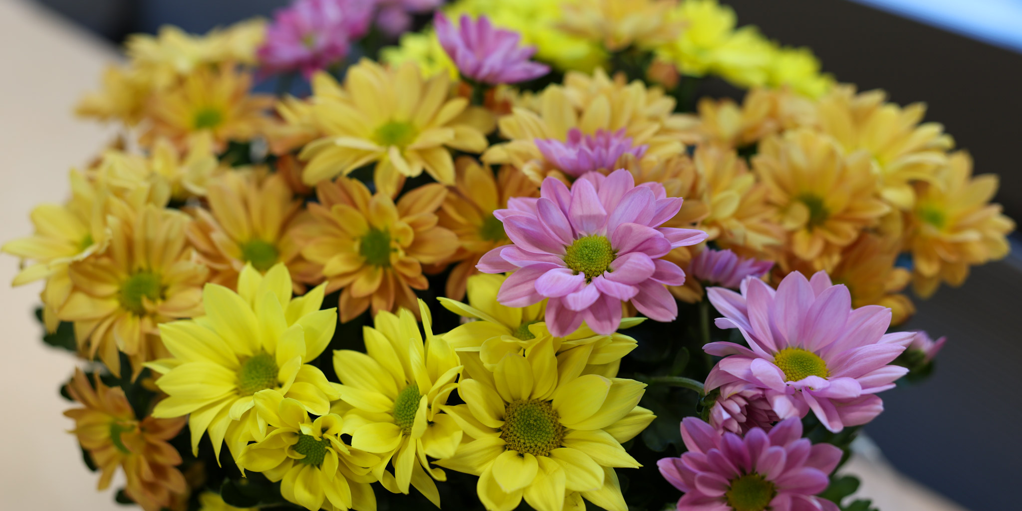DAISY_2025_3